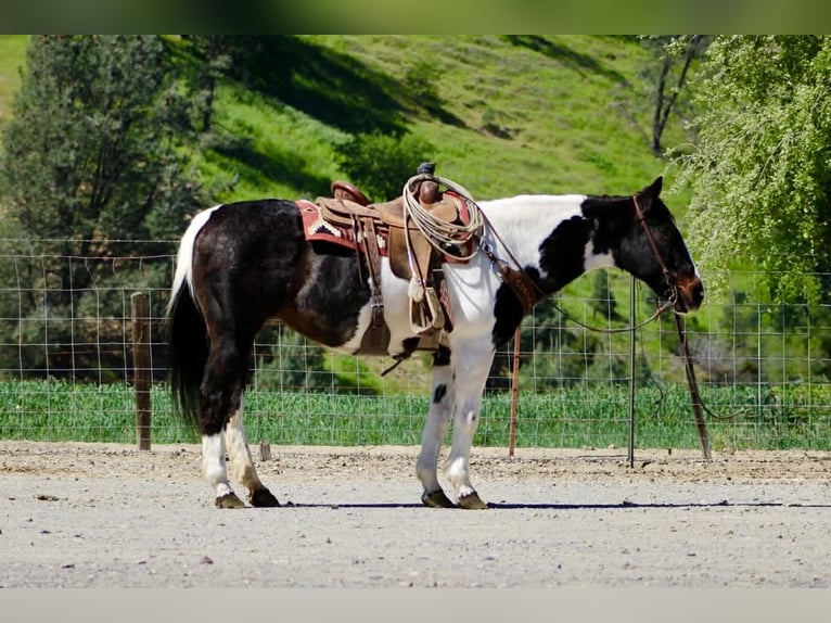 American Paint Horse Jument 13 Ans 150 cm Tobiano-toutes couleurs in Tres Pinos