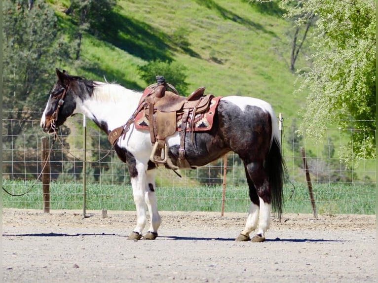 American Paint Horse Jument 13 Ans 150 cm Tobiano-toutes couleurs in Tres Pinos
