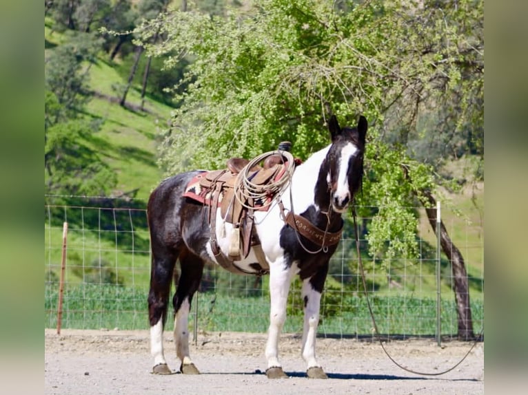 American Paint Horse Jument 13 Ans 150 cm Tobiano-toutes couleurs in Tres Pinos
