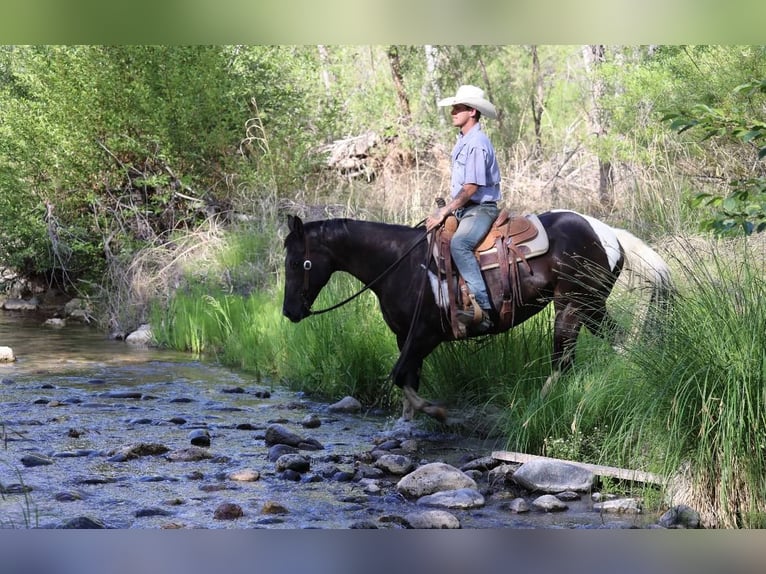 American Paint Horse Jument 13 Ans 150 cm Tobiano-toutes couleurs in Camp Verde Az