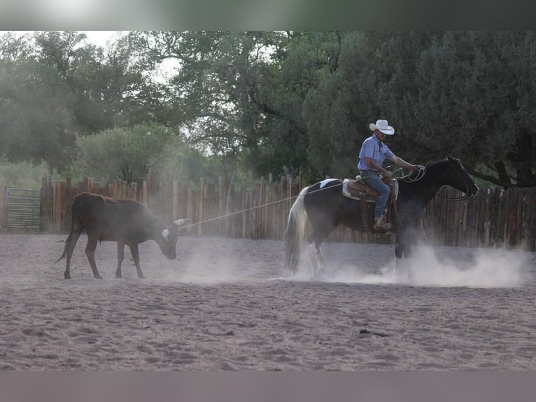 American Paint Horse Jument 13 Ans 150 cm Tobiano-toutes couleurs in Camp Verde Az