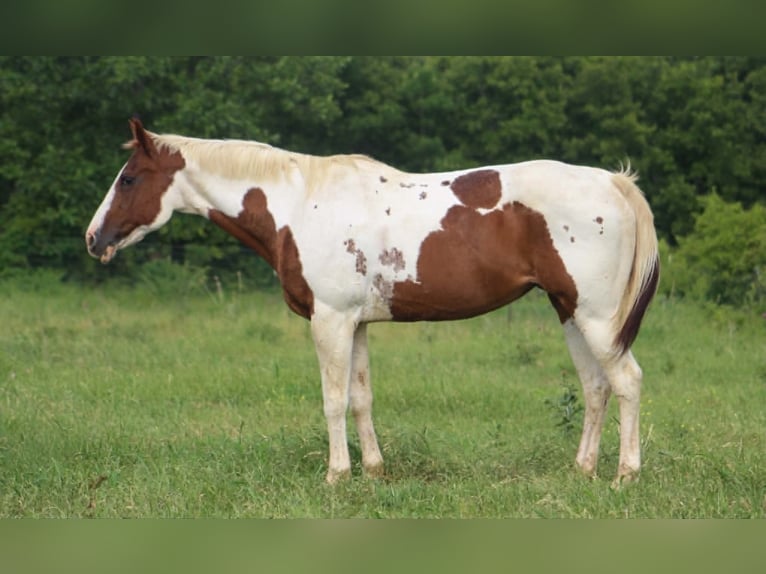 American Paint Horse Jument 13 Ans 150 cm Tobiano-toutes couleurs in Poolville