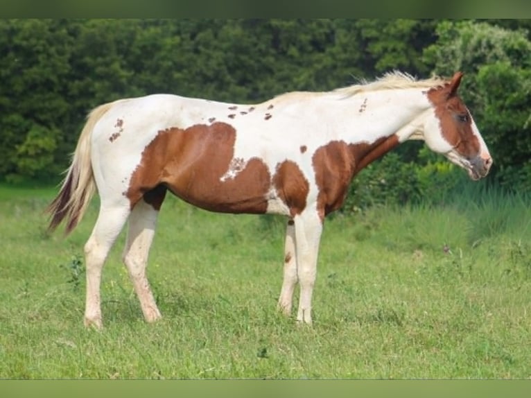 American Paint Horse Jument 13 Ans 150 cm Tobiano-toutes couleurs in Poolville