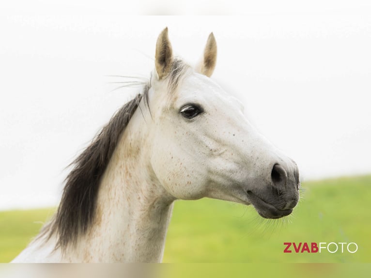 American Paint Horse Jument 13 Ans 153 cm Gris in Haldenwang