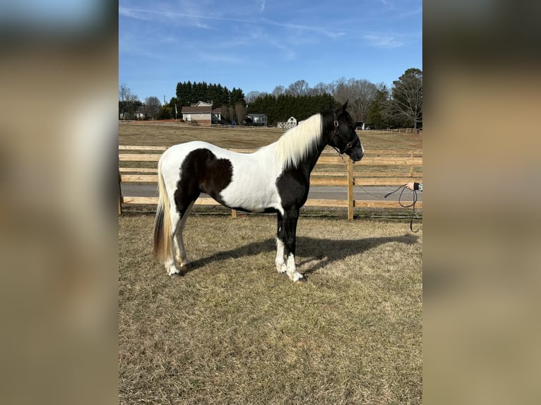 American Paint Horse Jument 13 Ans 157 cm Tobiano-toutes couleurs in Granite Falls