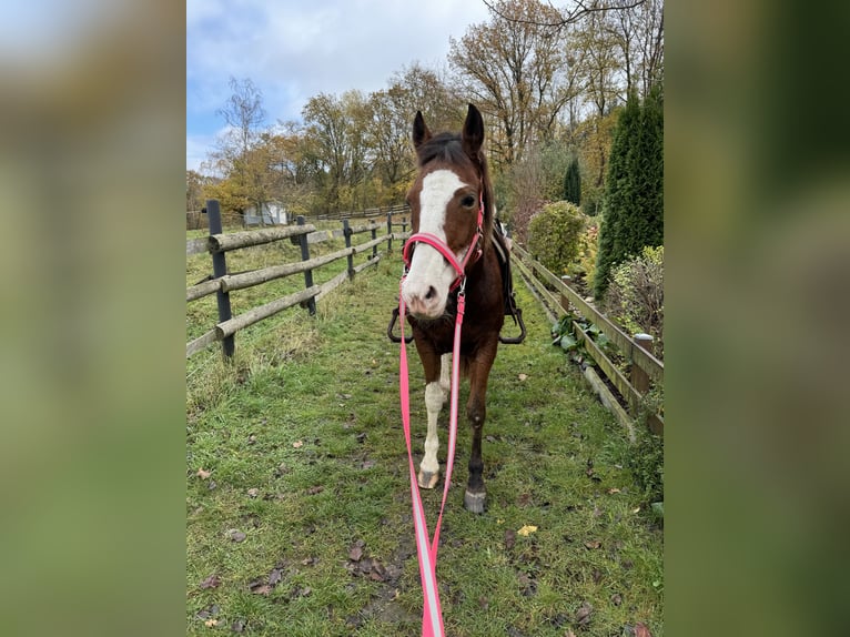 American Paint Horse Jument 13 Ans 160 cm Overo-toutes couleurs in Goslar HahndorfGoslar