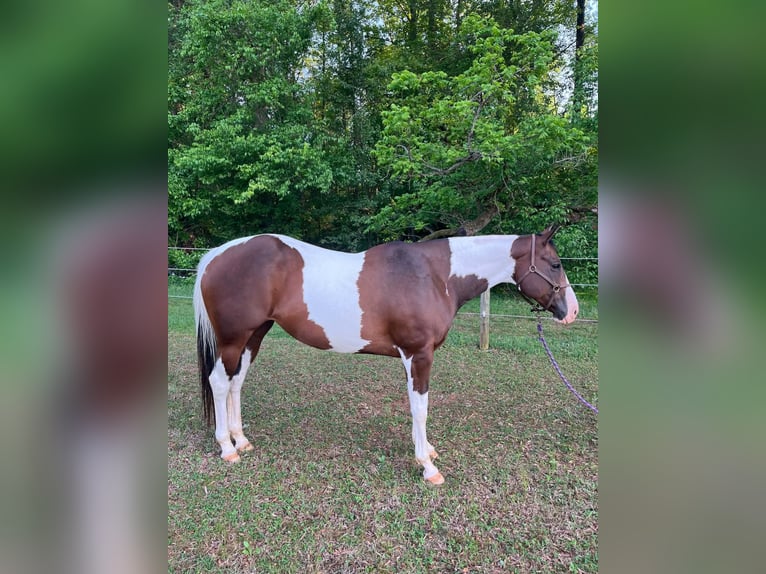 American Paint Horse Jument 13 Ans Tobiano-toutes couleurs in Newton