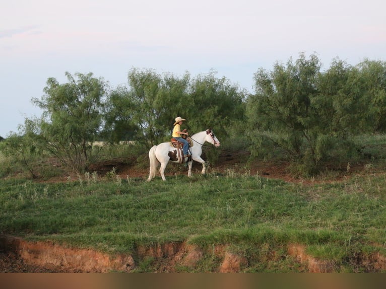 American Paint Horse Jument 13 Ans Tobiano-toutes couleurs in Stephenville TX