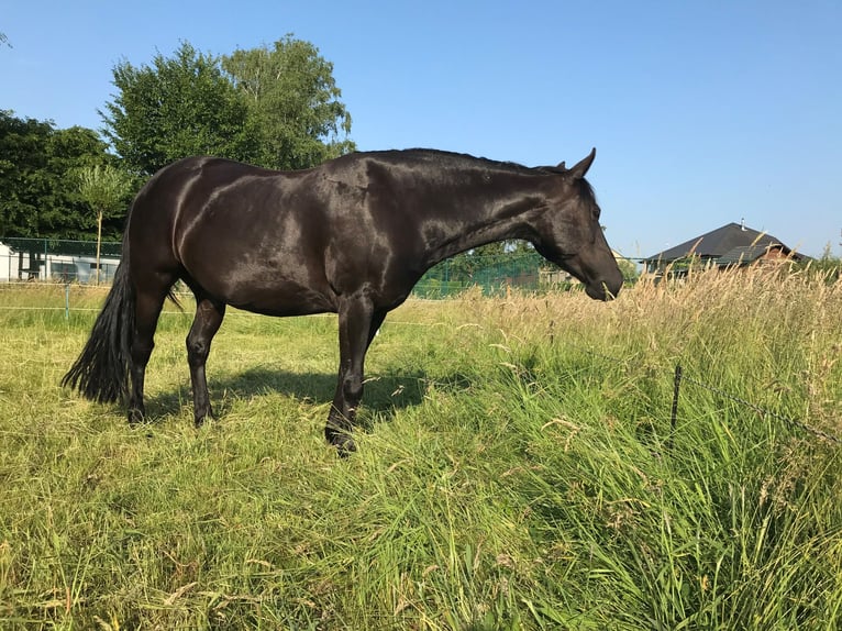 American Paint Horse Croisé Jument 14 Ans 142 cm Noir in TessenderloTessenderlo