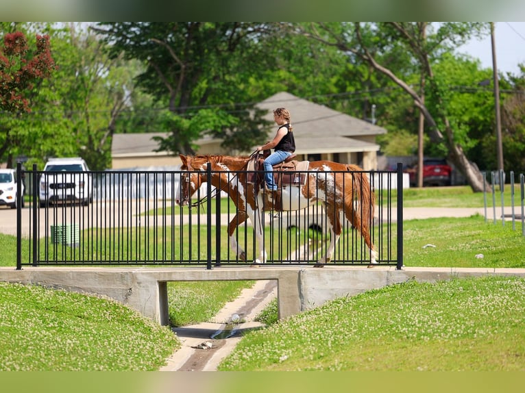 American Paint Horse Jument 14 Ans 142 cm Pinto in Forney