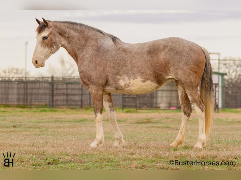 American Paint Horse Jument 14 Ans 150 cm Roan-Bay in Weatherford