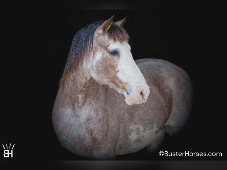 American Paint Horse Jument 14 Ans 150 cm Roan-Bay in Weatherford