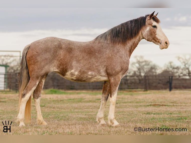 American Paint Horse Jument 14 Ans 150 cm Roan-Bay in Weatherford