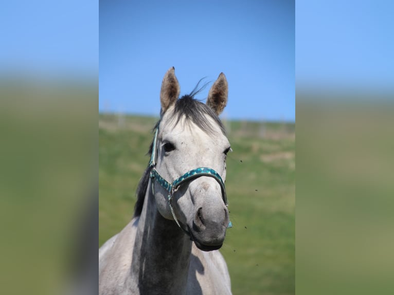 American Paint Horse Jument 14 Ans 153 cm Gris in Haldenwang