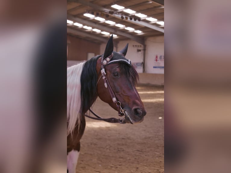 American Paint Horse Croisé Jument 14 Ans 153 cm Pinto in Monzingen