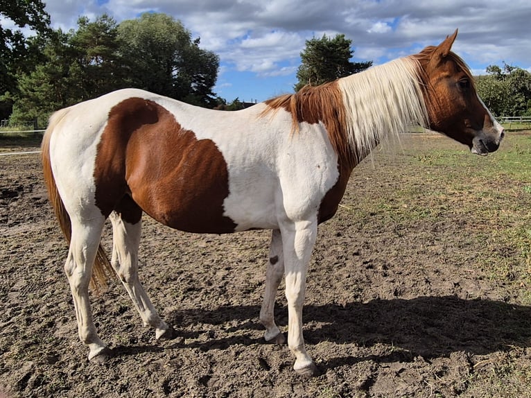 American Paint Horse Jument 14 Ans 153 cm Pinto in Aken