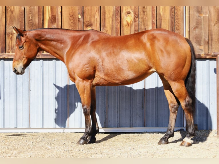 American Paint Horse Jument 14 Ans 155 cm Bai cerise in Huntley