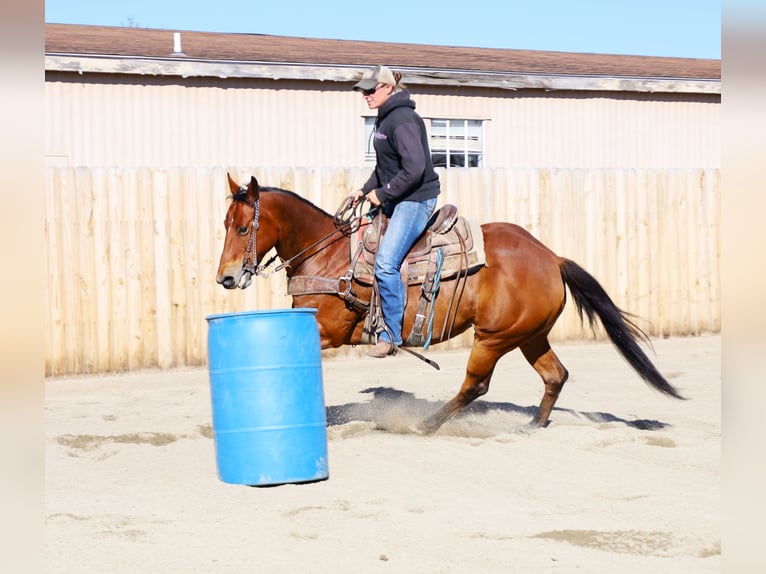 American Paint Horse Jument 14 Ans 155 cm Bai cerise in Huntley