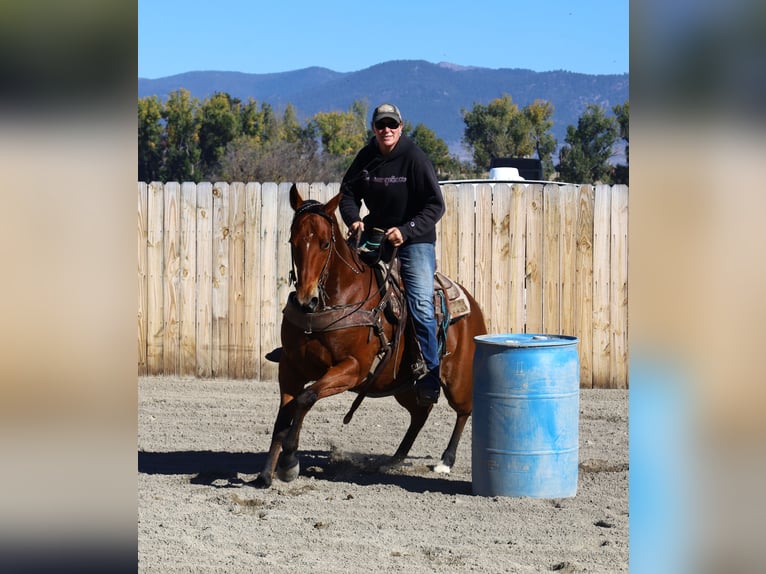 American Paint Horse Jument 14 Ans 155 cm Bai cerise in Huntley