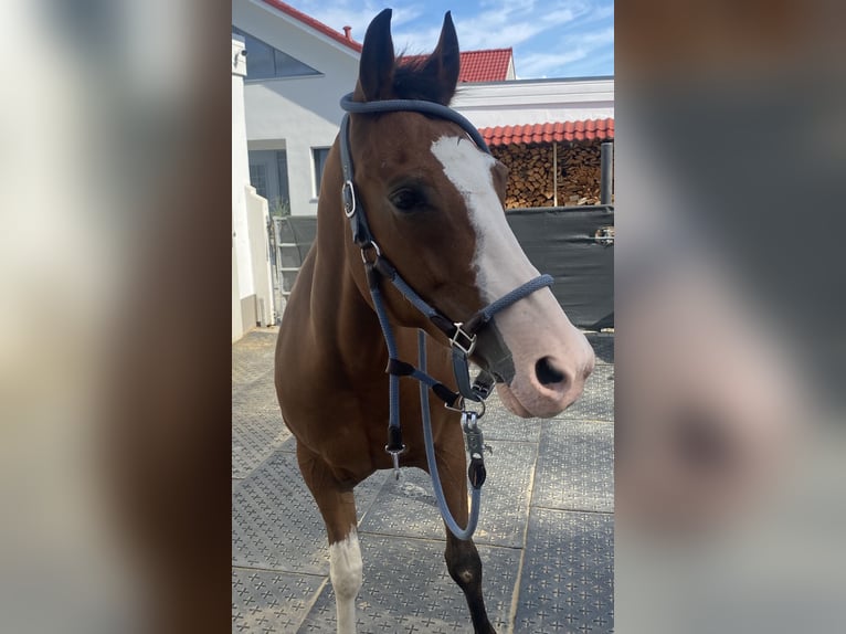 American Paint Horse Jument 14 Ans 160 cm Overo-toutes couleurs in Goslar HahndorfGoslar