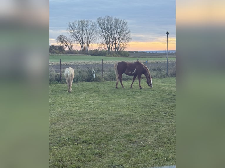 American Paint Horse Jument 14 Ans Alezan in Wanzleben-Börde