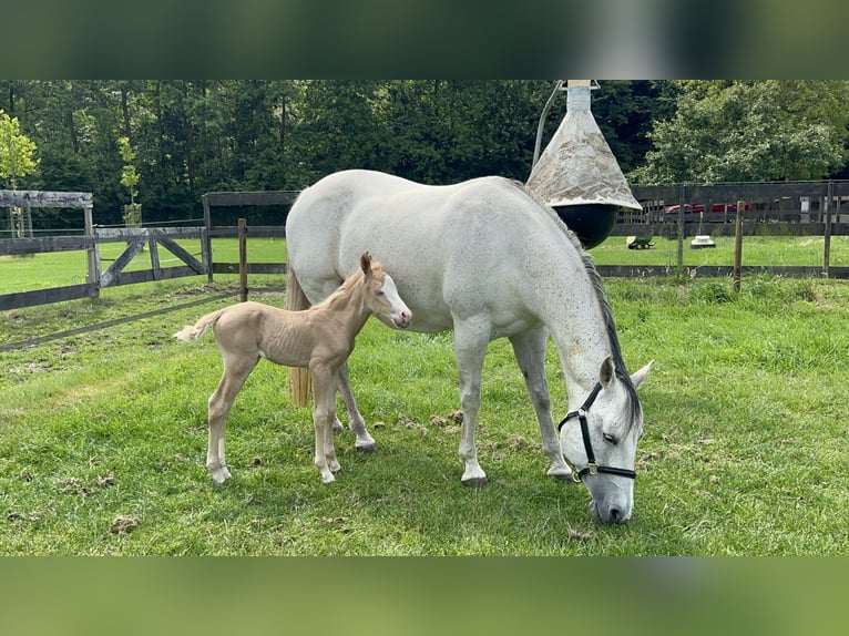 American Paint Horse Jument 15 Ans 147 cm Gris in Breda