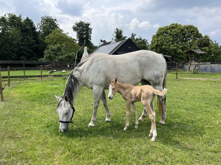 American Paint Horse Jument 15 Ans 147 cm Gris in Breda