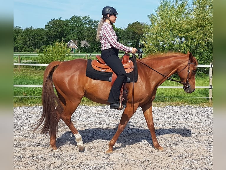 American Paint Horse Jument 15 Ans 156 cm Alezan in Itterbeck