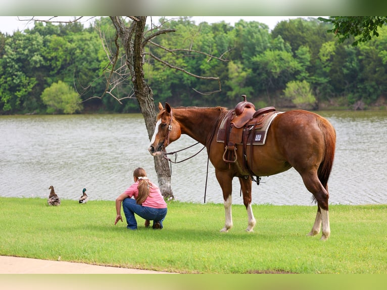 American Paint Horse Jument 15 Ans Alezan brûlé in Forney