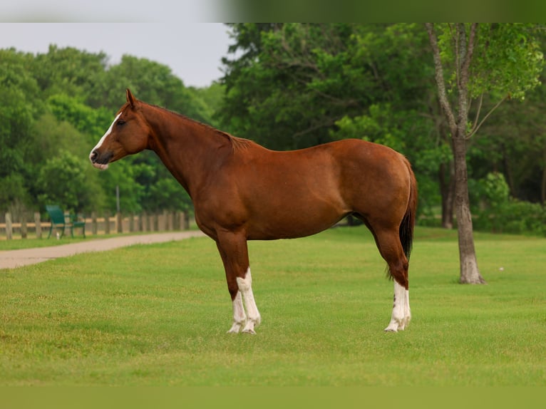 American Paint Horse Jument 15 Ans Alezan brûlé in Forney