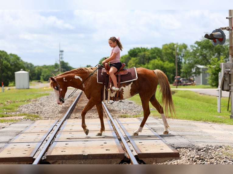 American Paint Horse Jument 15 Ans Pinto in Forney