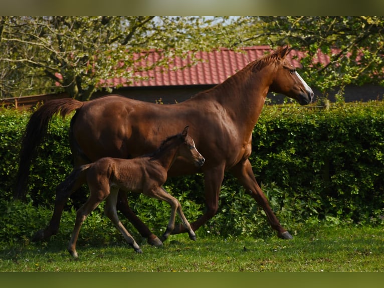 American Paint Horse Jument 16 Ans 150 cm Alezan in Angeren