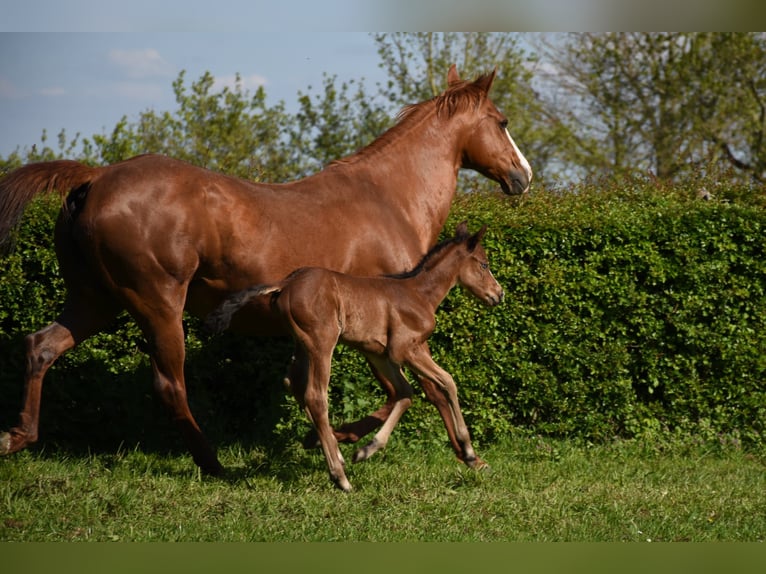 American Paint Horse Jument 16 Ans 150 cm Alezan in Angeren