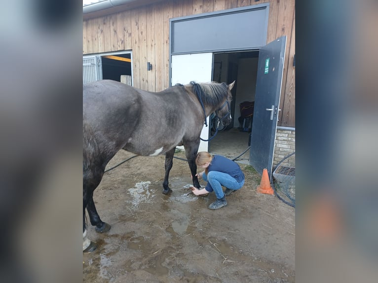 American Paint Horse Jument 16 Ans 150 cm Grullo in Maria Hoop