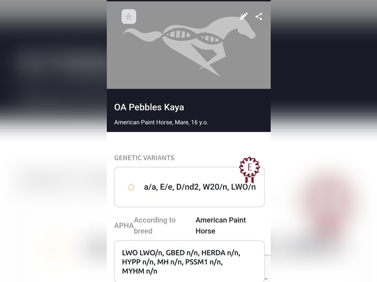 American Paint Horse Jument 16 Ans 150 cm Grullo in Maria Hoop