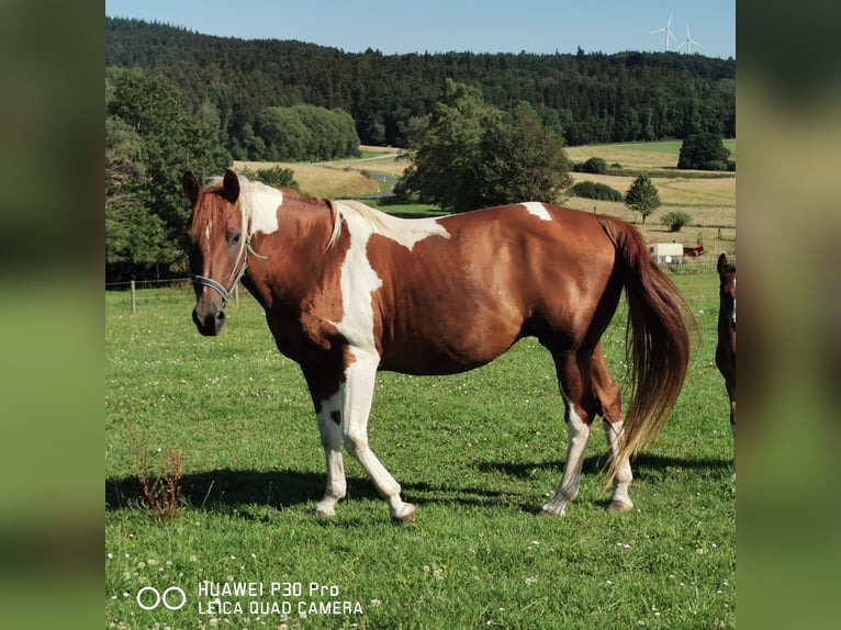 American Paint Horse Jument 16 Ans 150 cm Pinto in betteldorf