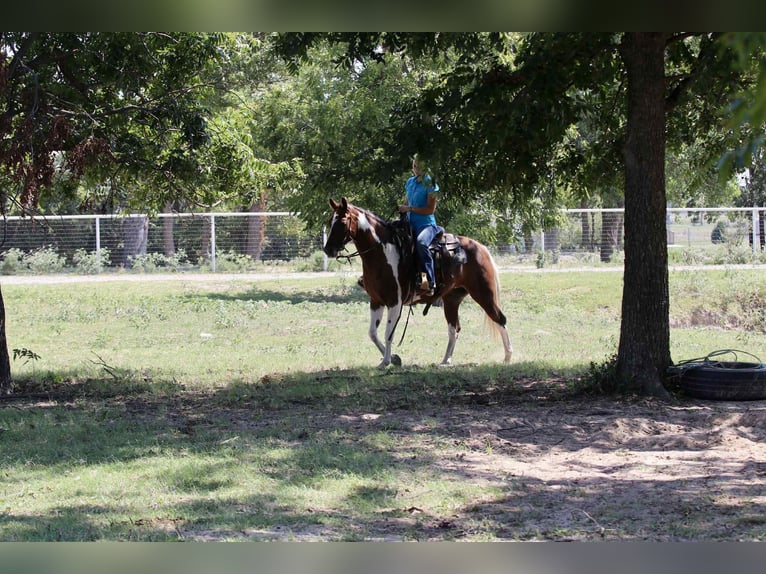 American Paint Horse Jument 16 Ans 150 cm Tobiano-toutes couleurs in Lipan TX