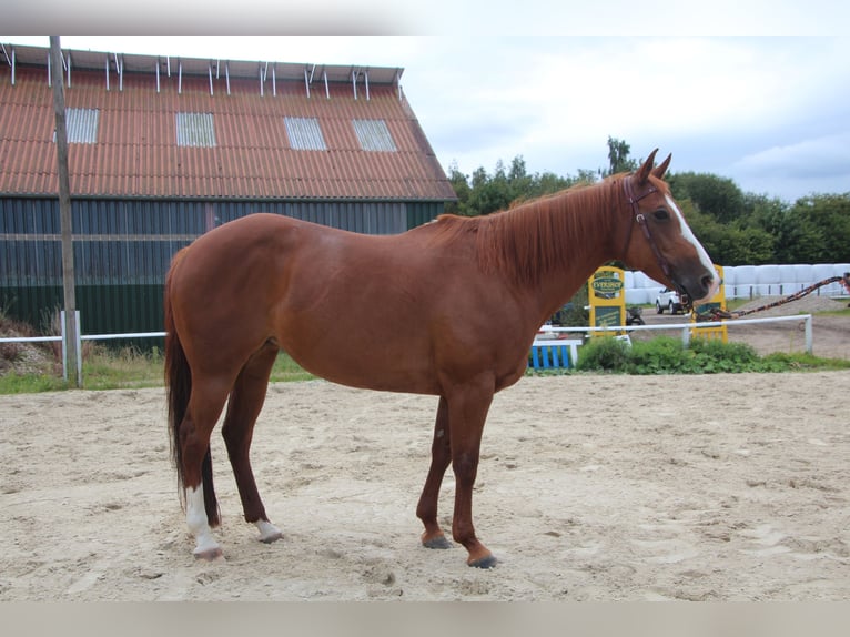 American Paint Horse Jument 16 Ans 154 cm Alezan in Ratekau