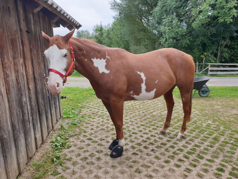 American Paint Horse Jument 16 Ans 154 cm Overo-toutes couleurs in Memmingen