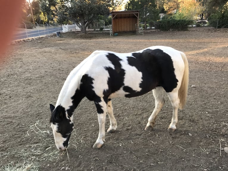 American Paint Horse Jument 18 Ans 152 cm Tobiano-toutes couleurs in Vallecito