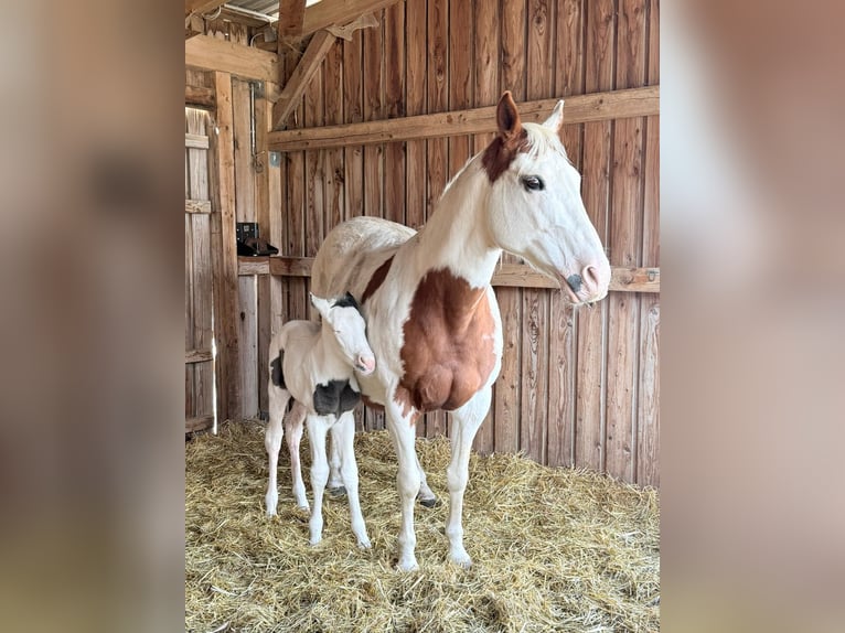 American Paint Horse Jument 18 Ans Tobiano-toutes couleurs in Elterlein