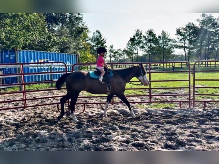 American Paint Horse Jument 19 Ans 142 cm Tobiano-toutes couleurs in Bronson