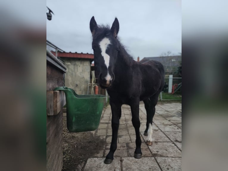 American Paint Horse Croisé Jument 1 Année 125 cm Noir in Langsdorf Langsdorf