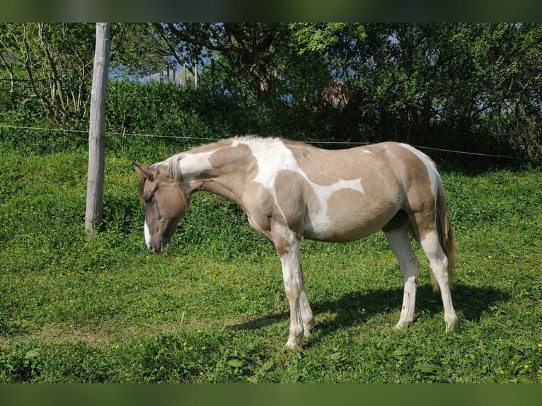 American Paint Horse Jument 1 Année 140 cm Grullo in Abaltzisketa