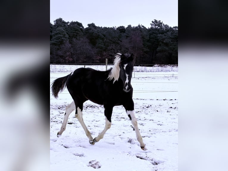 American Paint Horse Jument 1 Année 140 cm Tobiano-toutes couleurs in Walchum