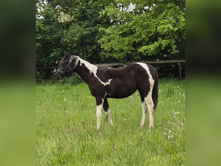American Paint Horse Jument 1 Année 140 cm Tobiano-toutes couleurs in Walchum