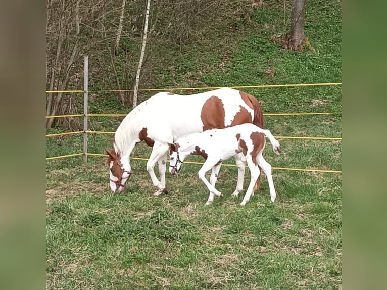 American Paint Horse Jument 1 Année 140 cm Tovero-toutes couleurs in Dobovec