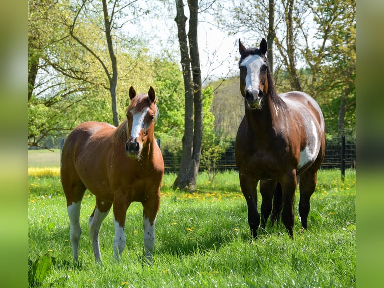 American Paint Horse Jument 1 Année 142 cm Tobiano-toutes couleurs in Marlow