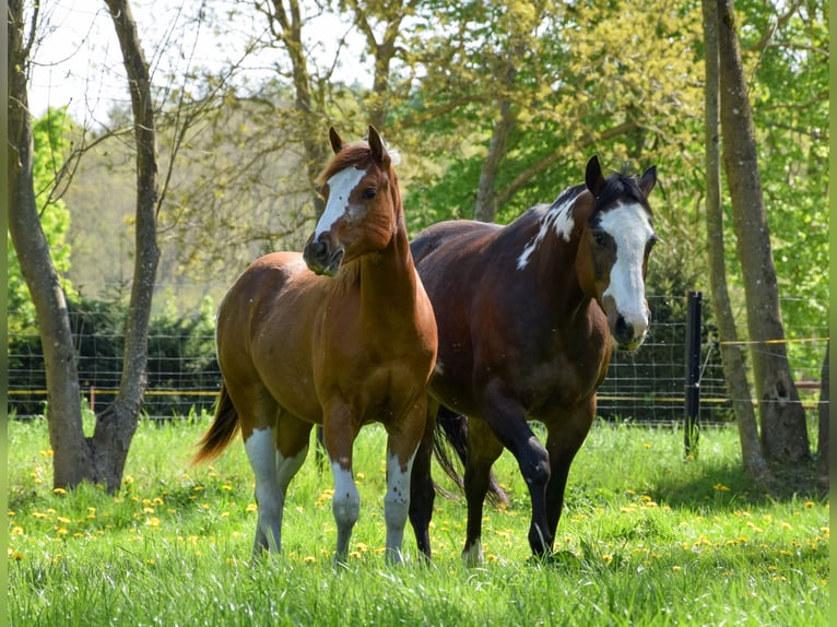 American Paint Horse Jument 1 Année 142 cm Tobiano-toutes couleurs in Marlow