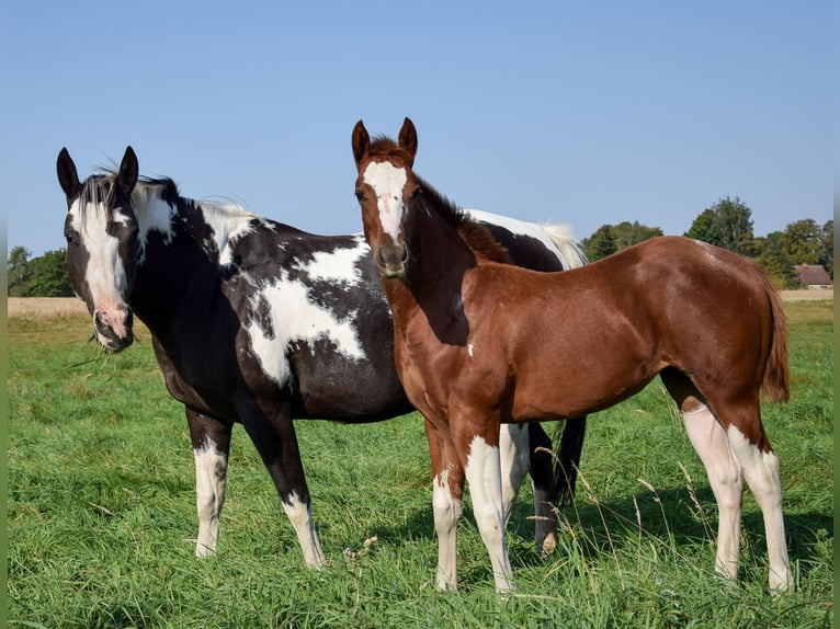 American Paint Horse Jument 1 Année 142 cm Tobiano-toutes couleurs in Marlow